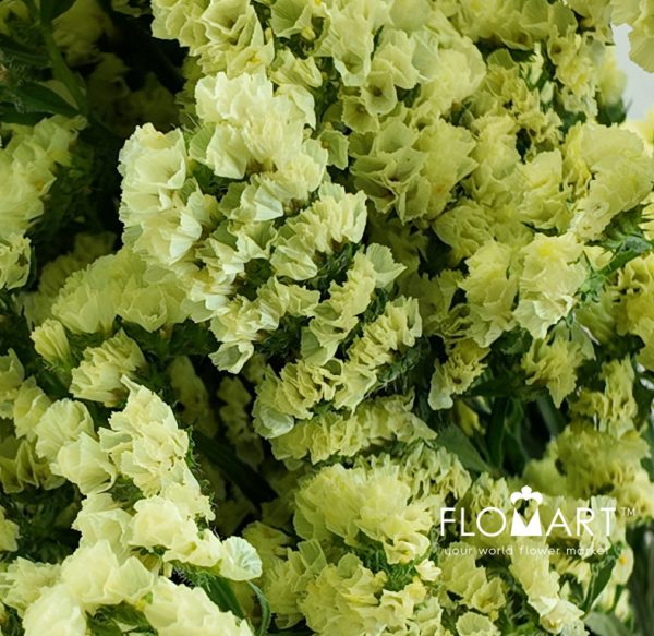 Statice Light Yellow