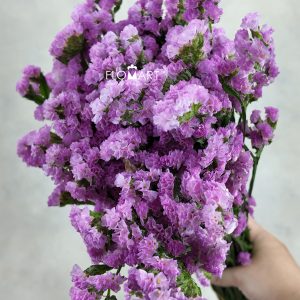Statice Pink
