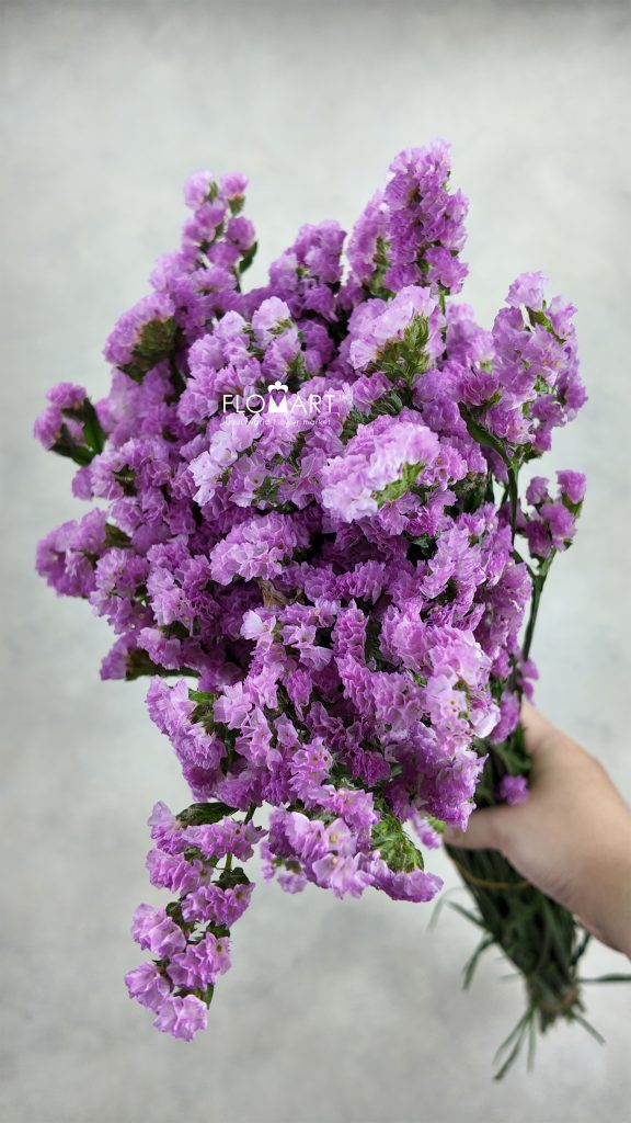 Statice Pink