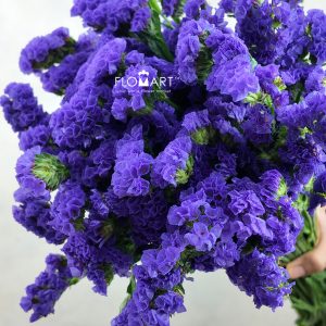 Statice Purple