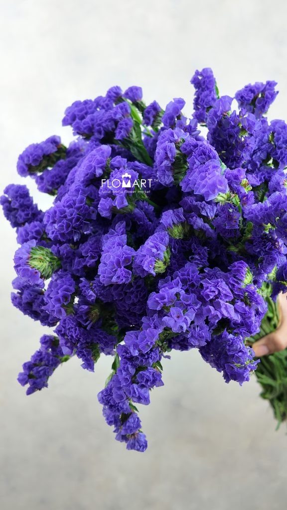 Statice Purple