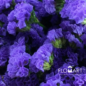 Statice Purple - Image 2