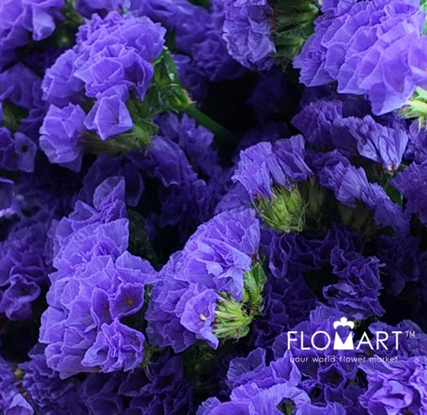 Statice Purple
