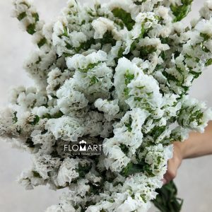 Statice White