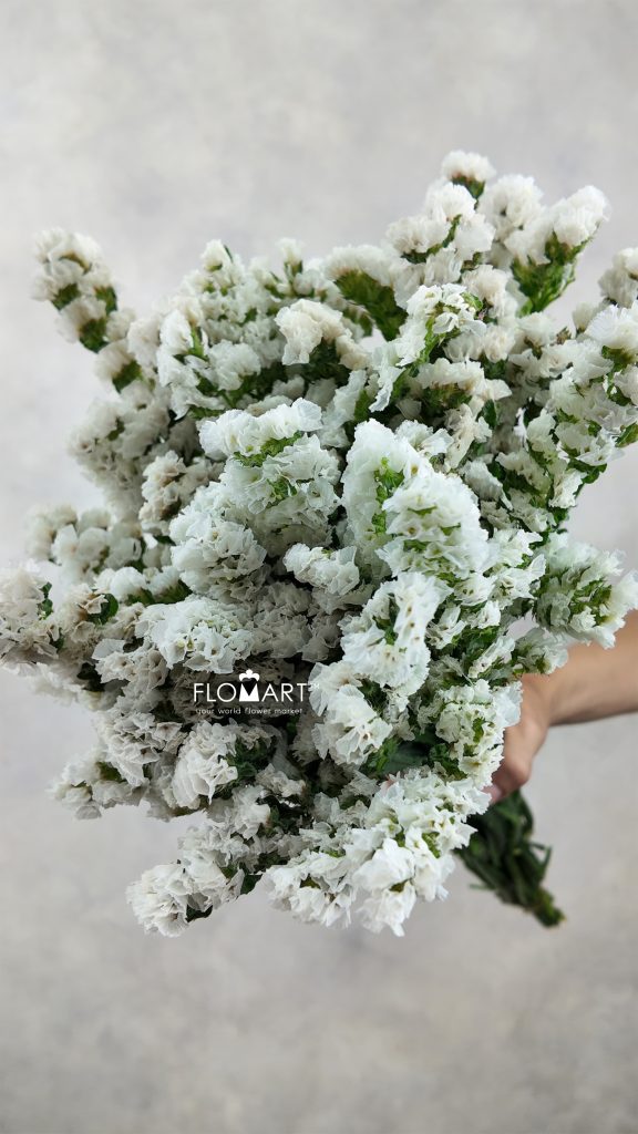 Statice White