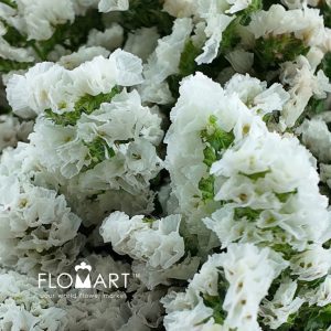 Statice White - Image 2
