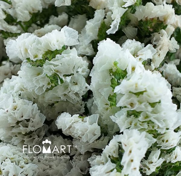 Statice White