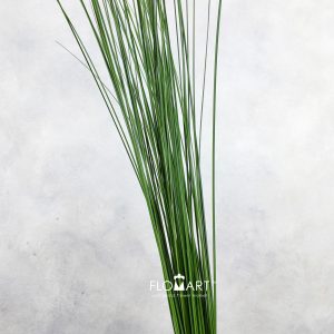 Steelgrass
