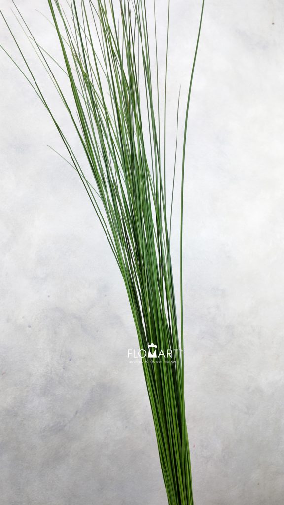 Steelgrass