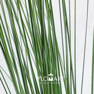 Steelgrass - Image 2