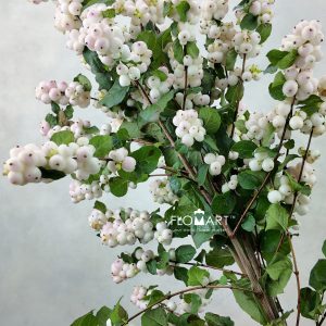Symphoricarpos Magical Autumn Blush
