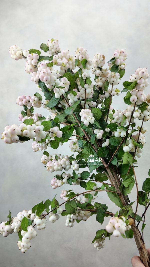 Symphoricarpos Magical Autumn Blush