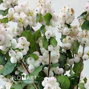 Symphoricarpos Magical Autumn Blush - Image 2