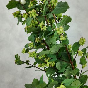 Symphoricarpos Magical Avalanche