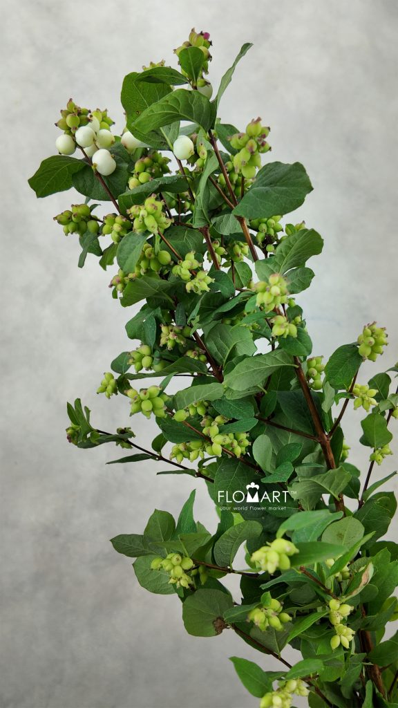 Symphoricarpos Magical Avalanche