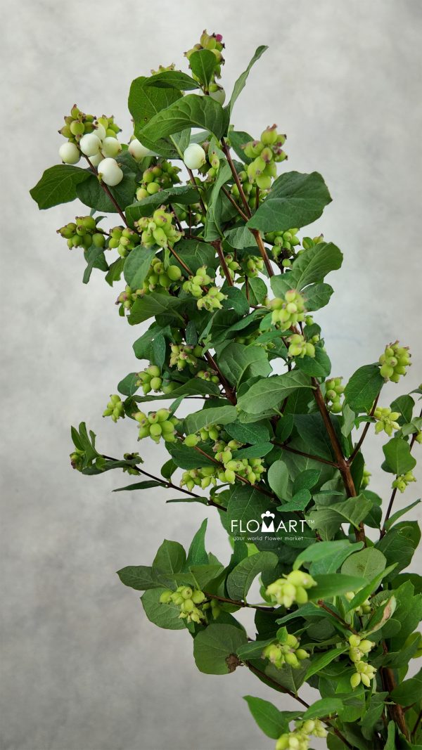 Symphoricarpos Magical Avalanche