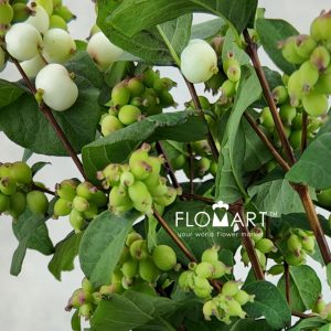 Symphoricarpos Magical Avalanche - Image 2