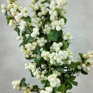 Symphoricarpos Magical Lemon & Lime