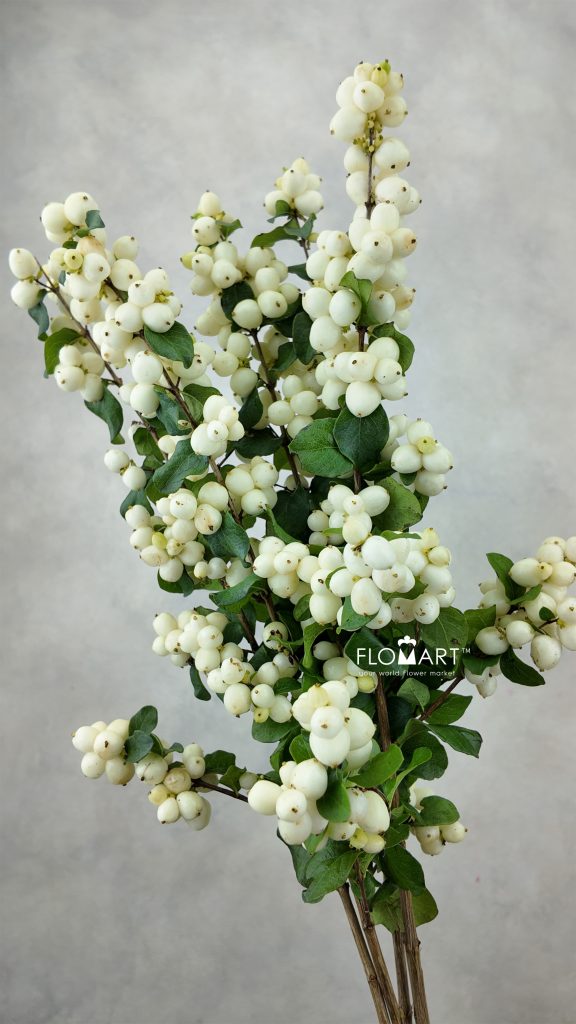 Symphoricarpos Magical Lemon & Lime