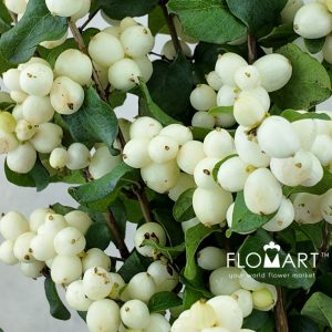 Symphoricarpos Magical Lemon & Lime - Image 2