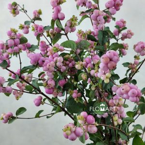 Symphoricarpos Magical Pink Elegance