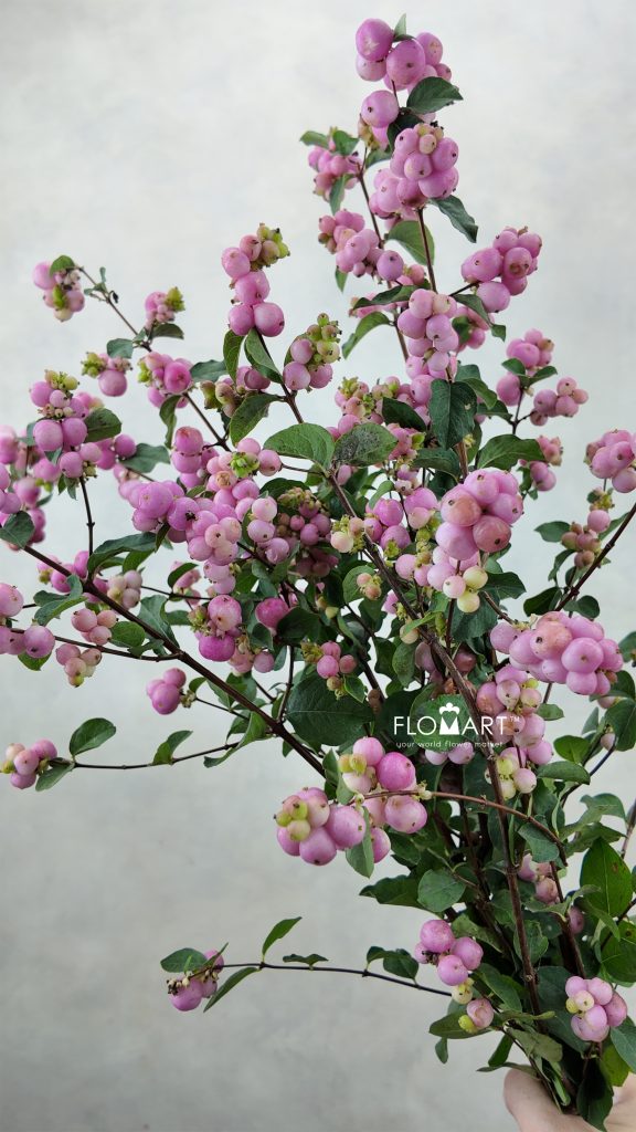 Symphoricarpos Magical Pink Elegance