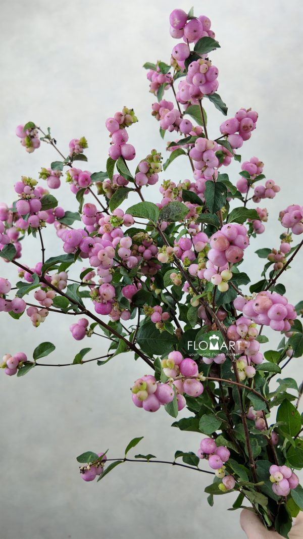Symphoricarpos Magical Pink Elegance