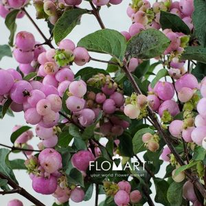Symphoricarpos Magical Pink Elegance - Image 2