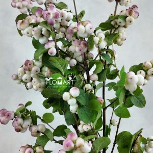 Symphoricarpos Magical Red Riding Hood