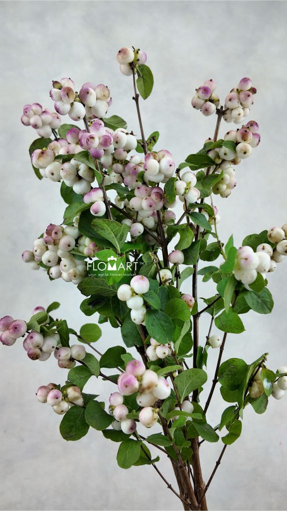 Symphoricarpos Magical Red Riding Hood
