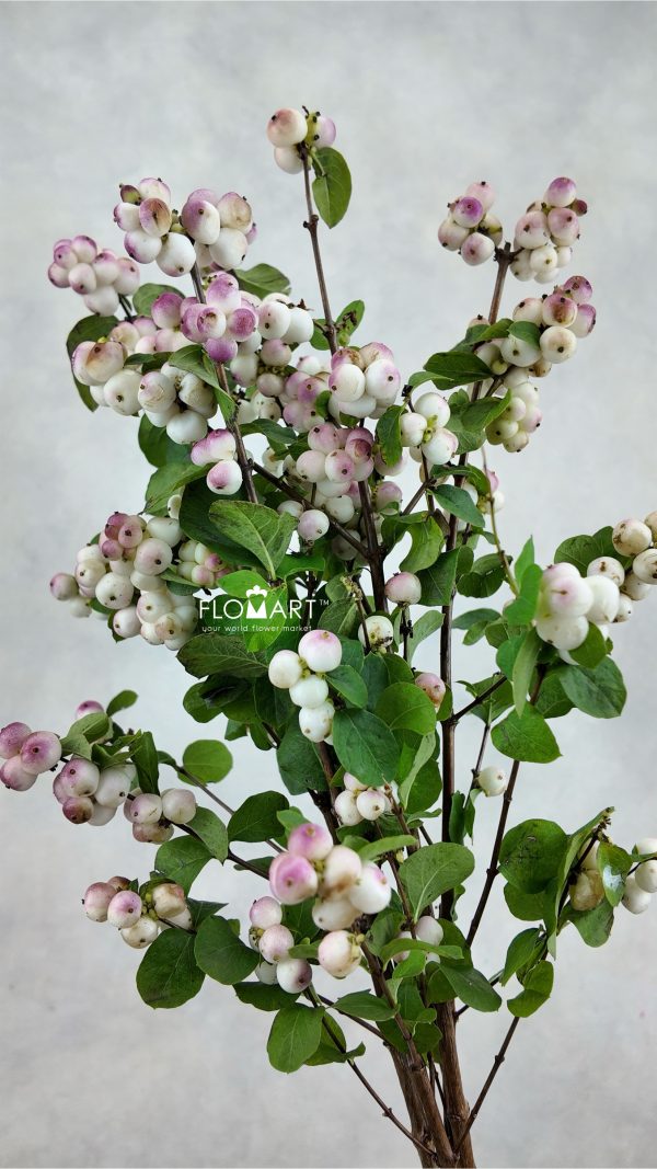 Symphoricarpos Magical Red Riding Hood