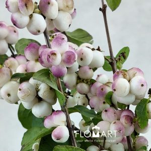 Symphoricarpos Magical Red Riding Hood - Image 2