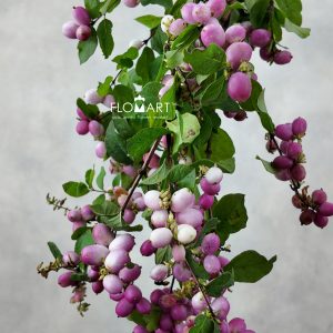 Symphoricarpos Magical Ruby Giant