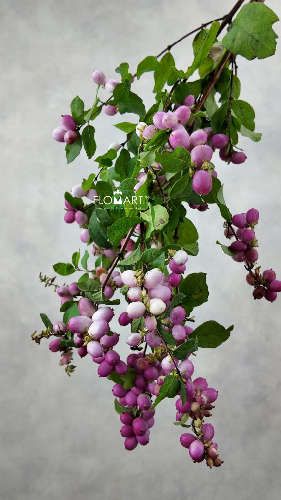 Symphoricarpos Magical Ruby Giant