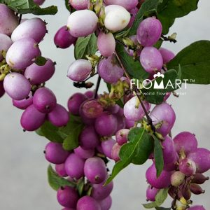 Symphoricarpos Magical Ruby Giant - Image 2
