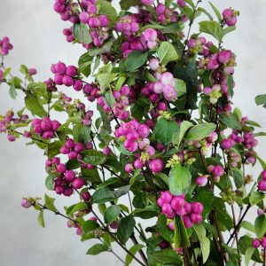 Symphoricarpos Magical Temptation