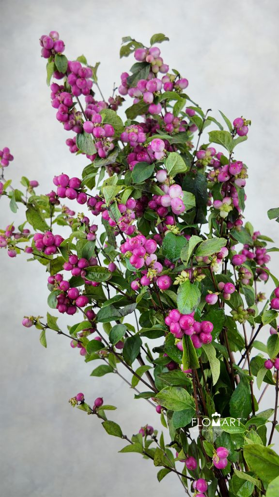 Symphoricarpos Magical Temptation