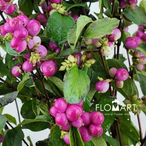 Symphoricarpos Magical Temptation - Image 2