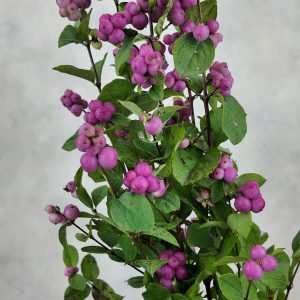 Symphoricarpos Magical Treasure