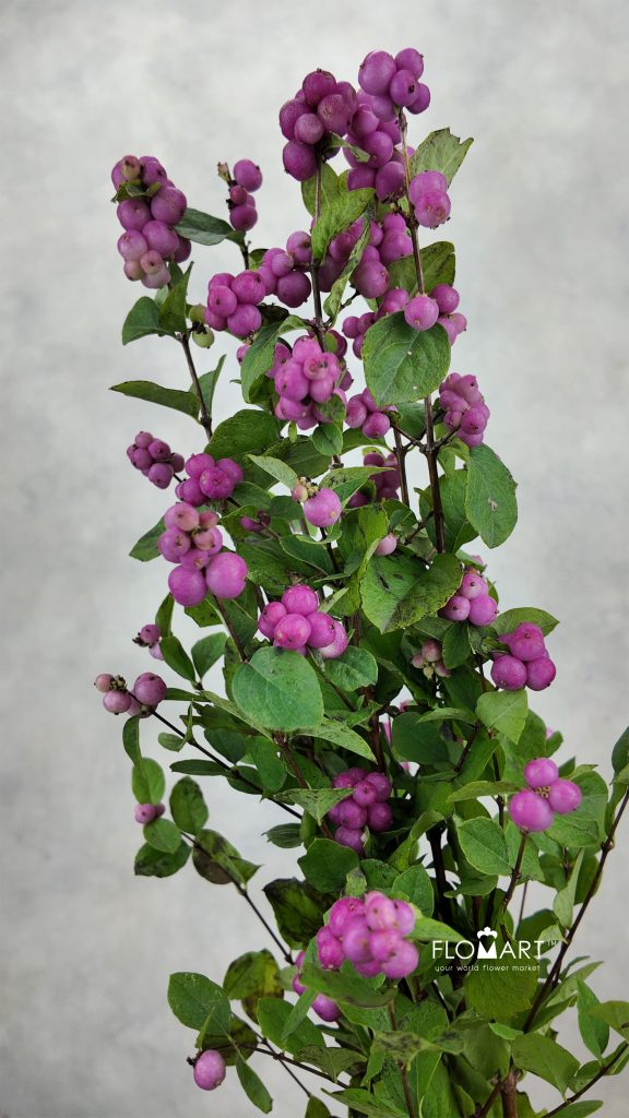 Symphoricarpos Magical Treasure