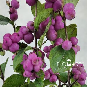 Symphoricarpos Magical Treasure - Image 2