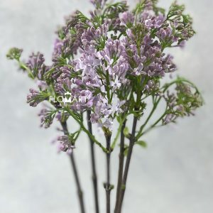 Syri Lavaliensis