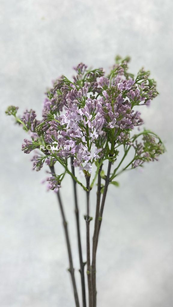 Syri Lavaliensis