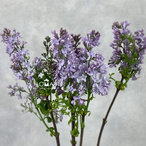 Syringa Dark Koster