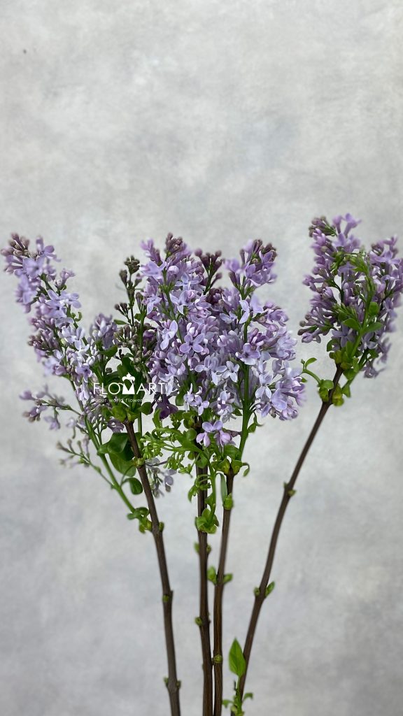 Syringa Dark Koster