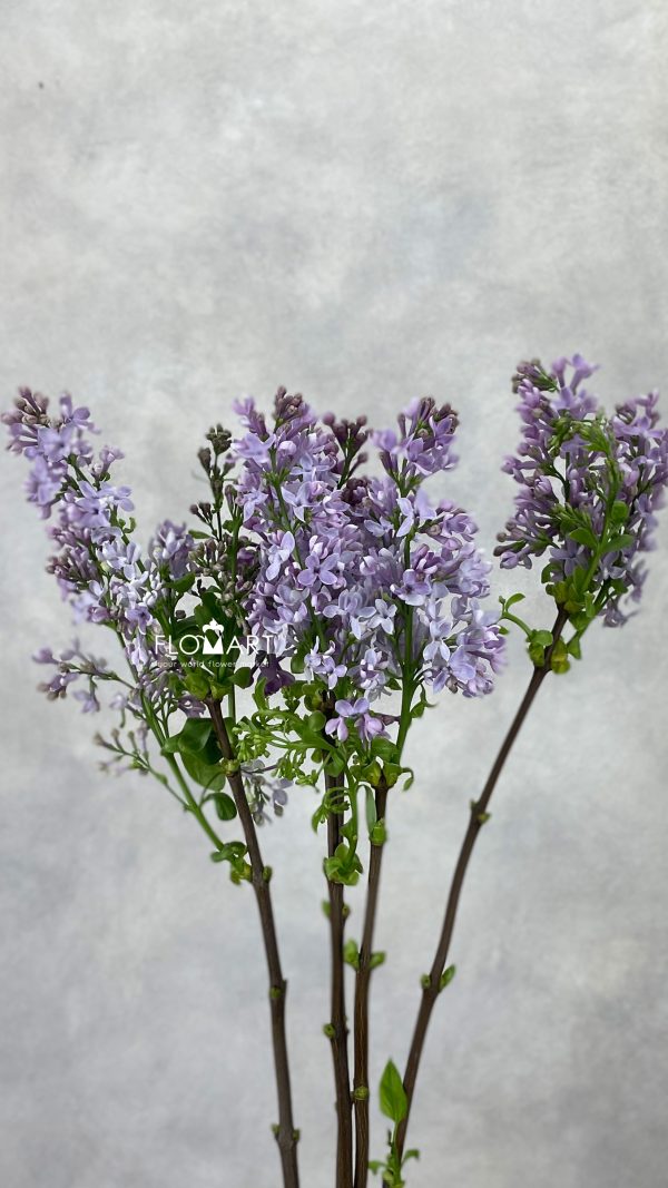 Syringa Dark Koster