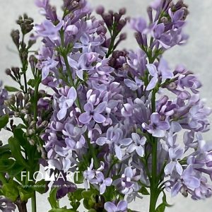 Syringa Dark Koster - Image 2