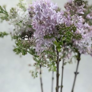 Syringa Esther Staley