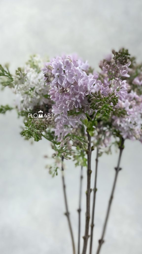 Syringa Esther Staley
