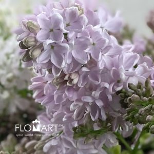Syringa Esther Staley - Image 2